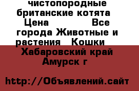 чистопородные британские котята › Цена ­ 10 000 - Все города Животные и растения » Кошки   . Хабаровский край,Амурск г.